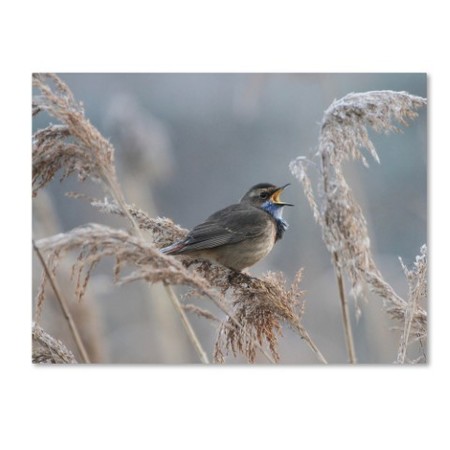 Piotr Fras 'Bluethroat' Canvas Art,24x32